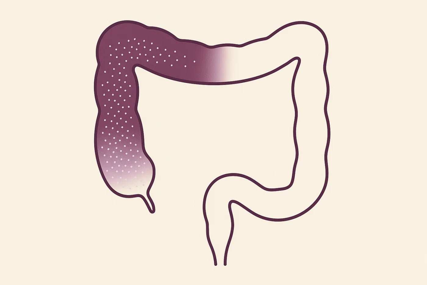 Illustration of fibre fermenting along the colon, more intensely earlier and tapering later