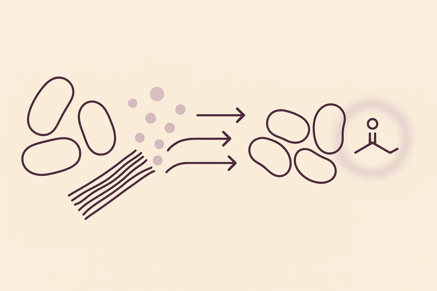 Illustration: one group of bacteria breaks fibre into acetate, which a second group turns into butyrate